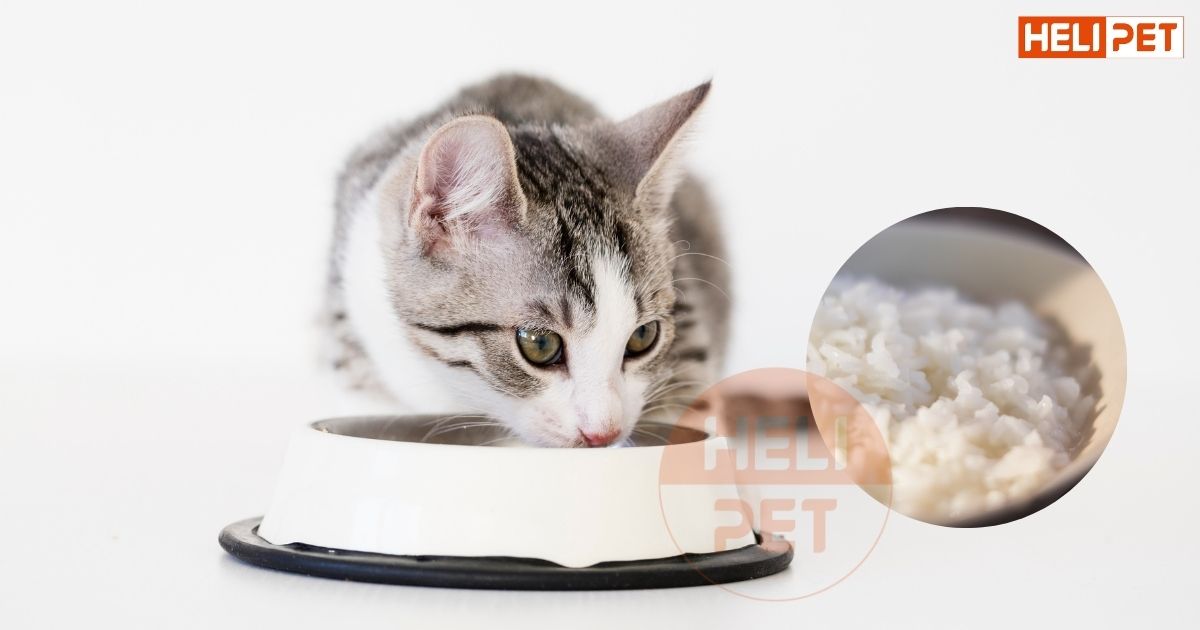 Những loại thức ăn cho mèo con 1 tháng tuổi mà Sen nên biết