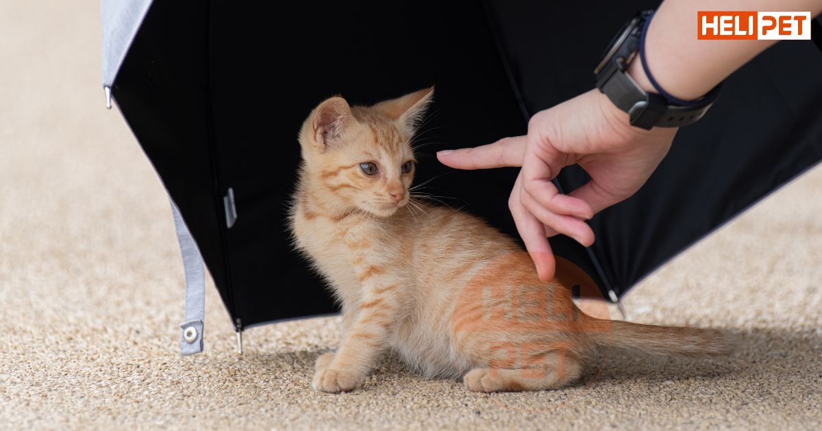 Những loại thức ăn cho mèo con 1 tháng tuổi mà Sen nên biết