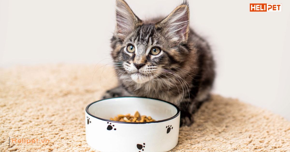 Thức ăn cho mèo con 3 tháng tuổi