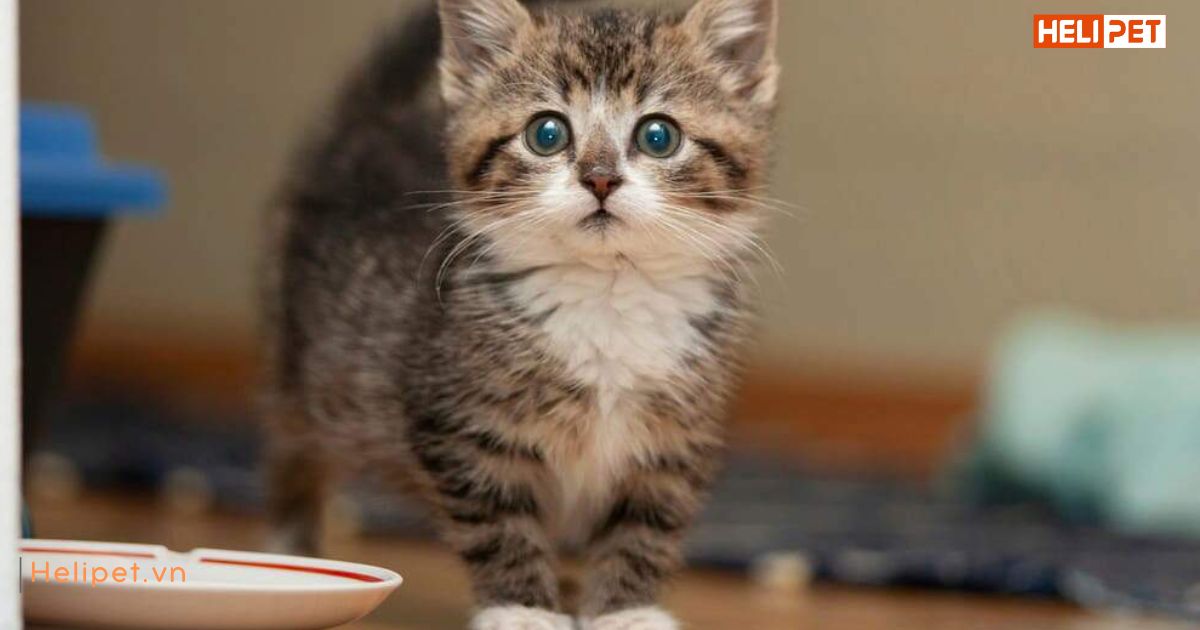 Thức ăn cho mèo con 3 tháng tuổi