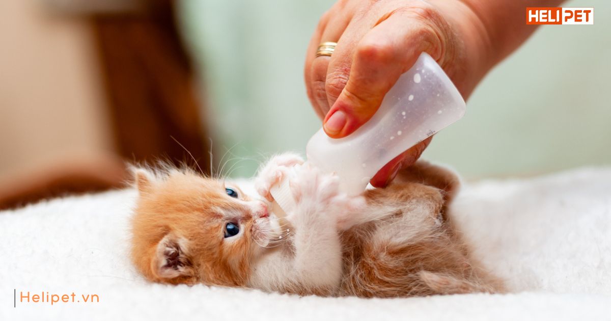 Thức ăn cho mèo con 3 tháng tuổi