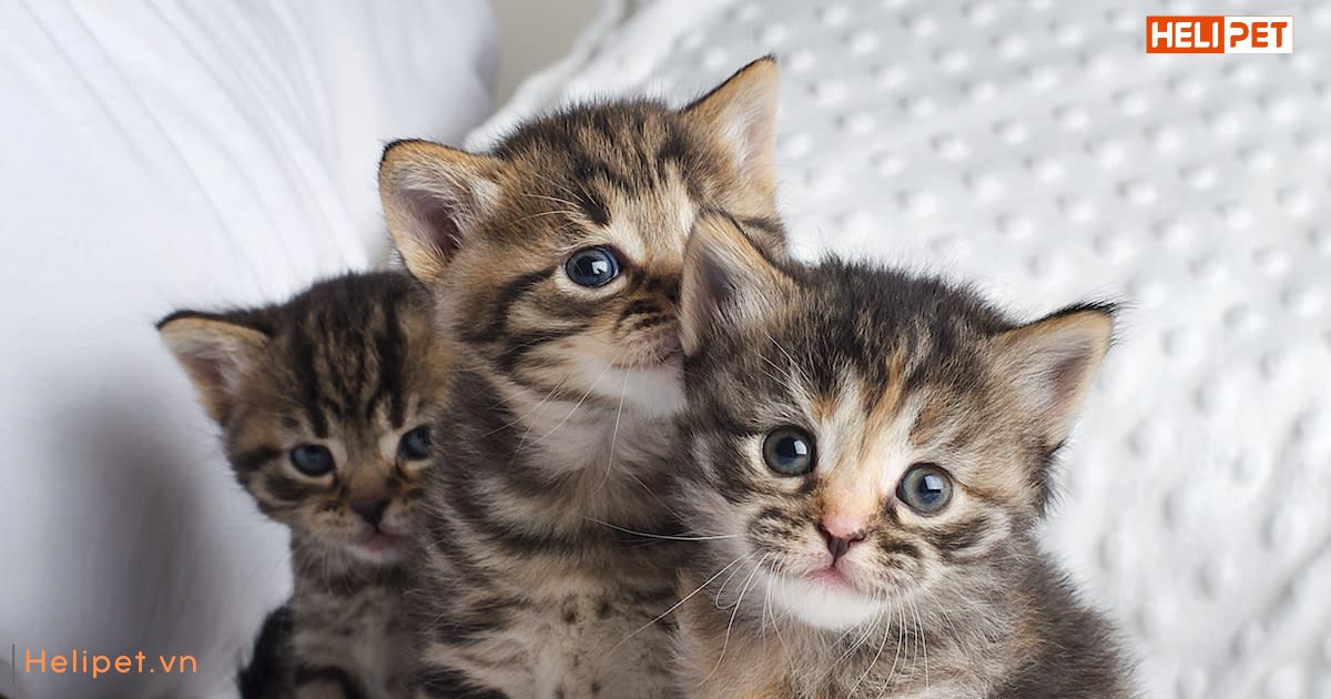 Thức ăn cho mèo con 3 tháng tuổi