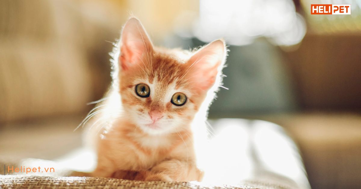 Thức ăn cho mèo con 3 tháng tuổi