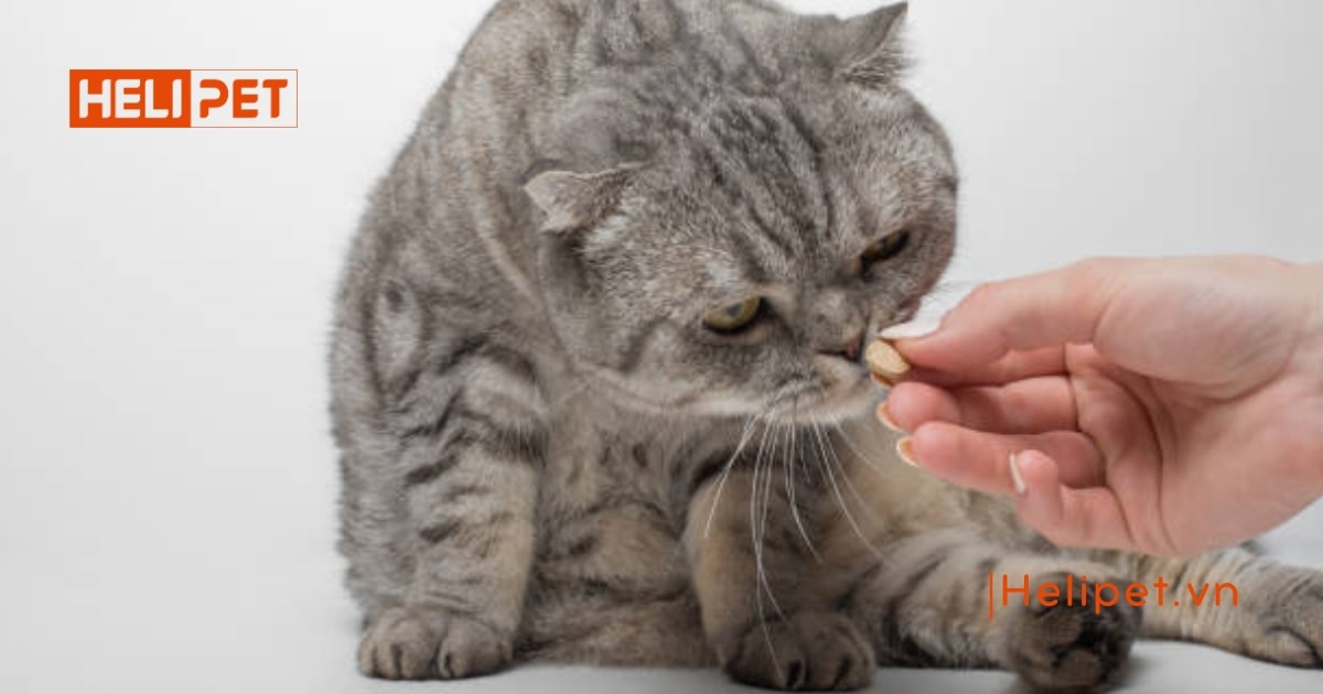 TOP 12 thức ăn tiêu búi lông lông cho mèo