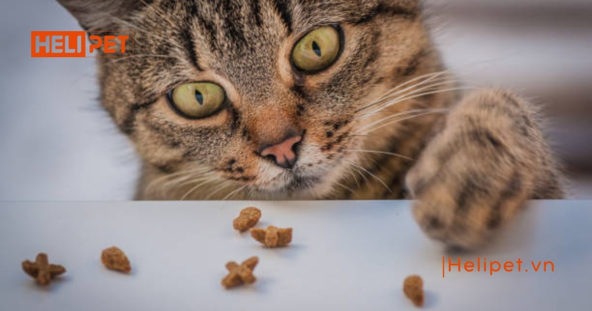 TOP 12 thức ăn tiêu búi lông lông cho mèo
