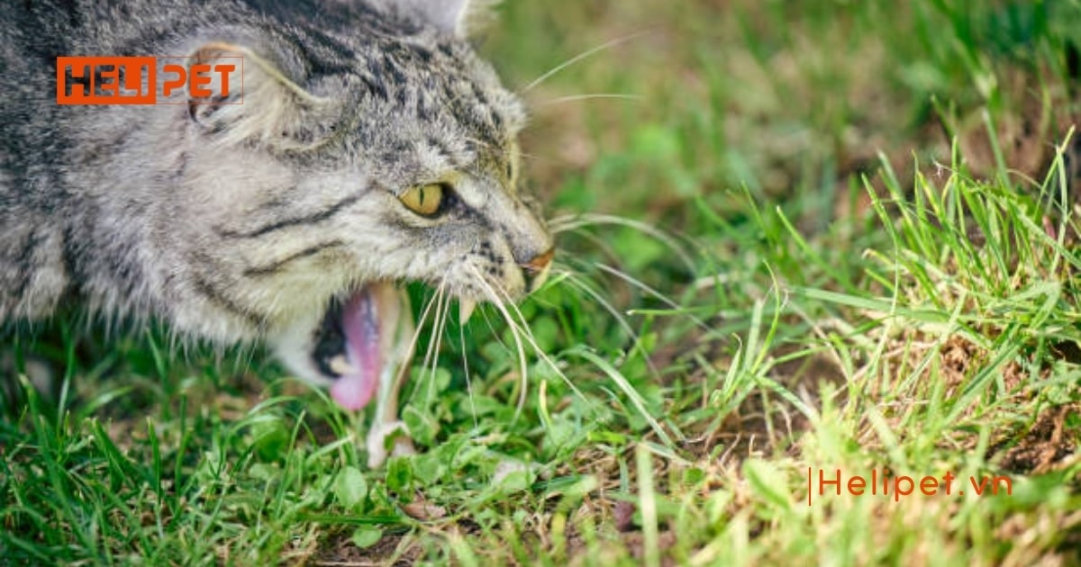 TOP 12 thức ăn tiêu búi lông lông cho mèo