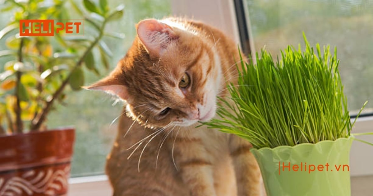 TOP 12 thức ăn tiêu búi lông lông cho mèo