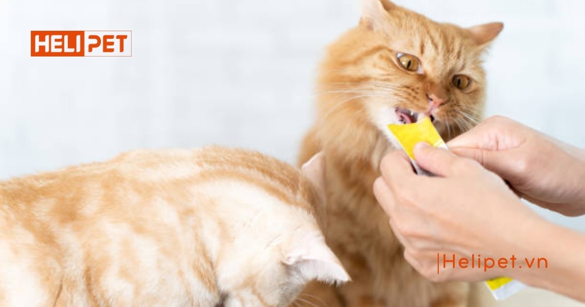 TOP 12 thức ăn tiêu búi lông lông cho mèo