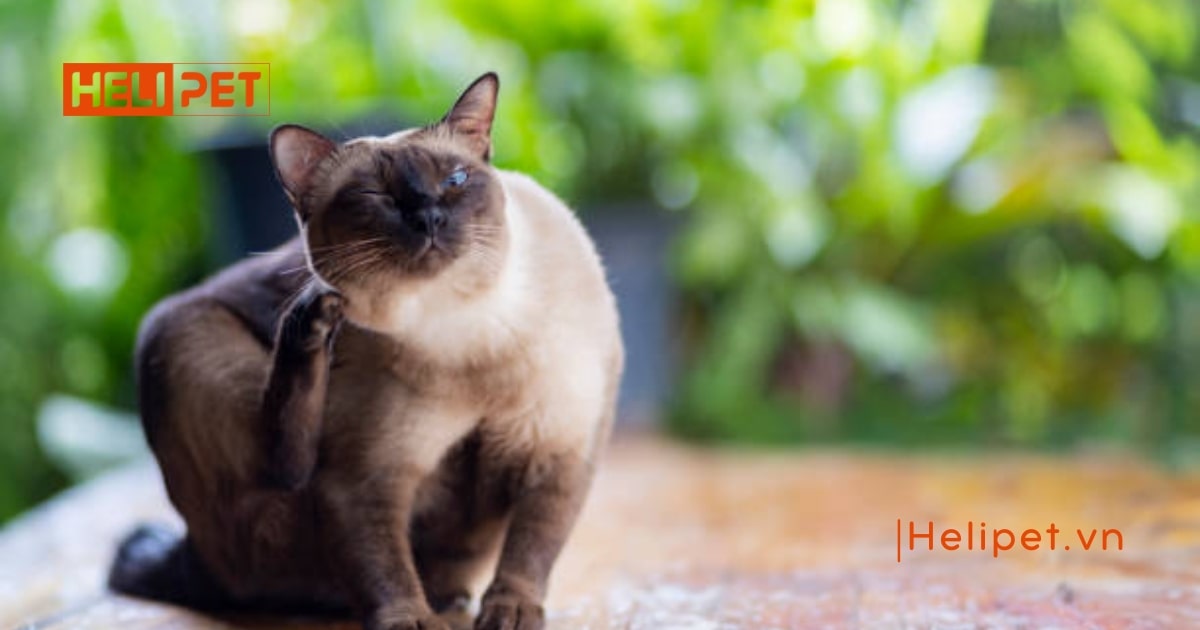 thuốc nhỏ tai cho mèo