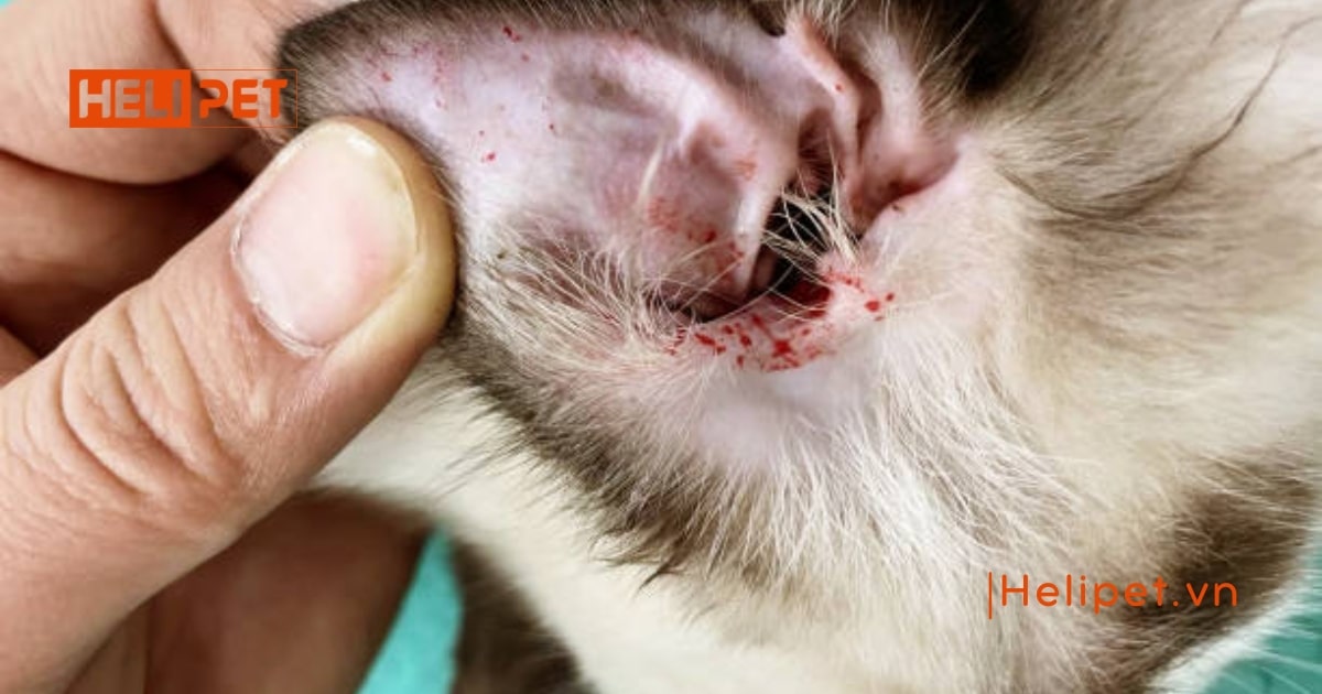 thuốc nhỏ tai cho mèo