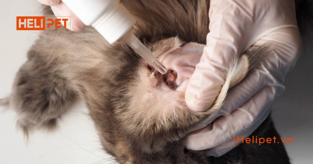 thuốc nhỏ tai cho mèo