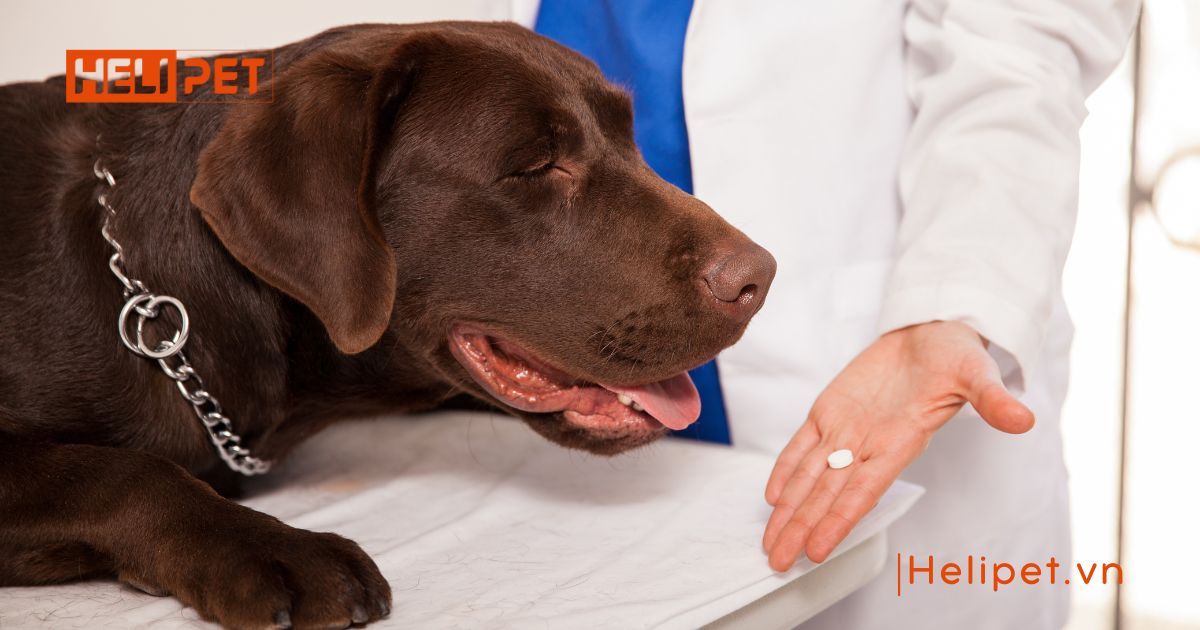 thuốc trị ve rận cho chó mèo