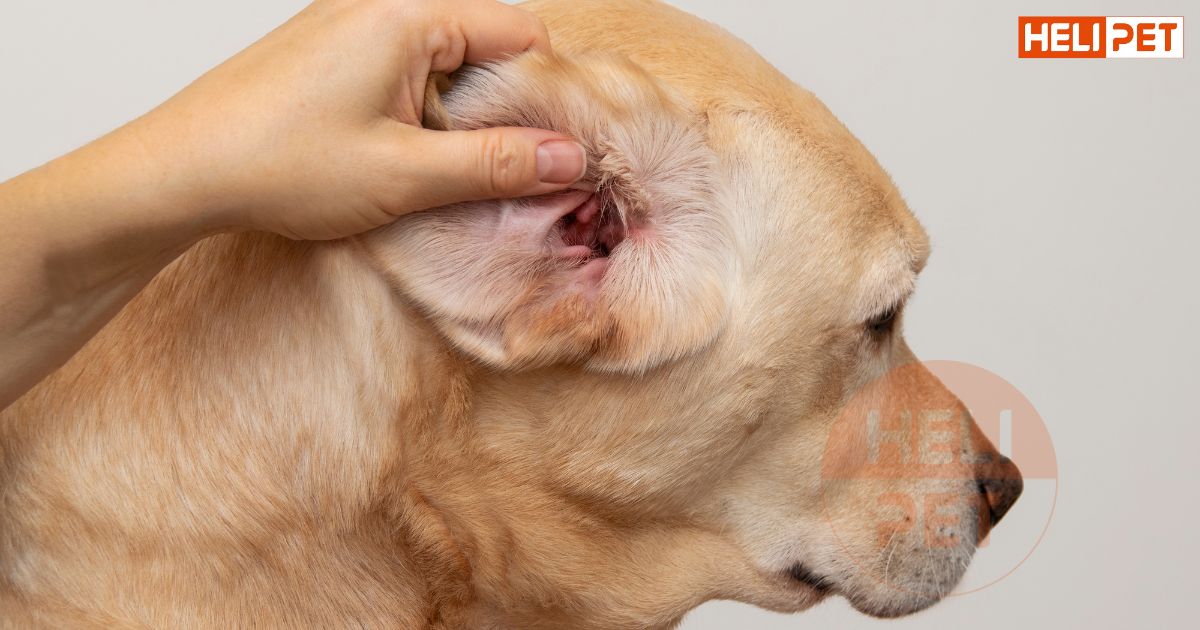 thuốc trị viêm tai cho chó