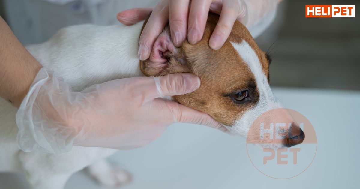 thuốc trị viêm tai cho chó