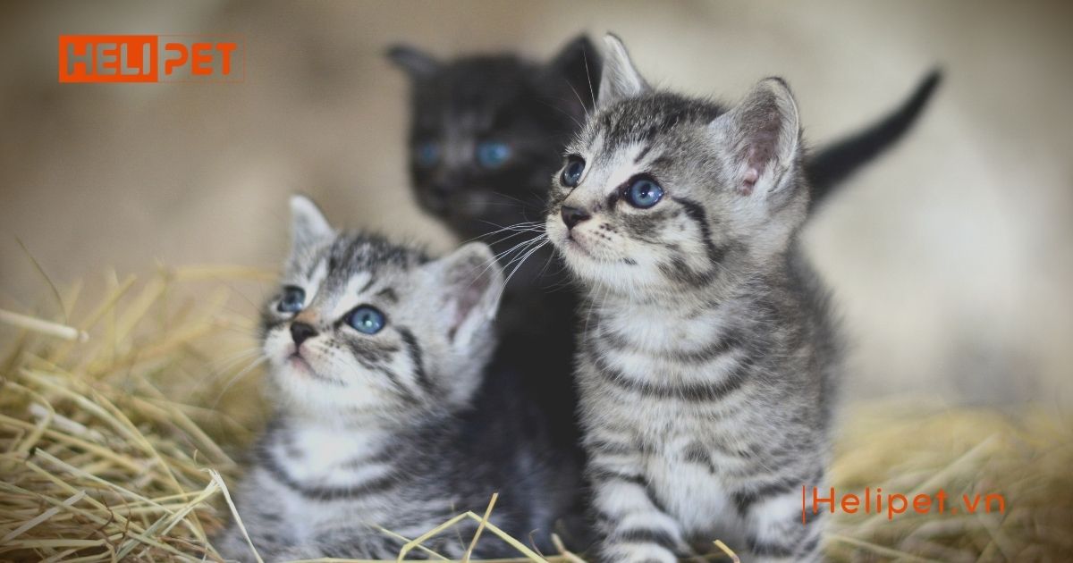 triệt sản mèo cái giá bao nhiêu