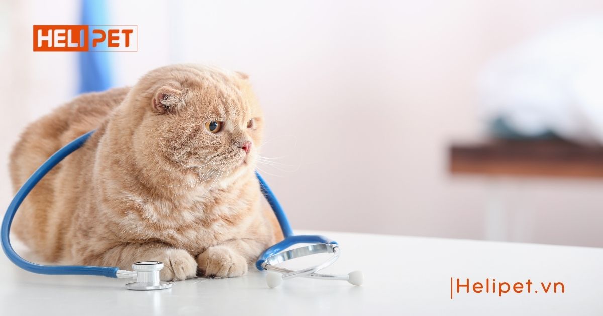 triệt sản mèo cái giá bao nhiêu