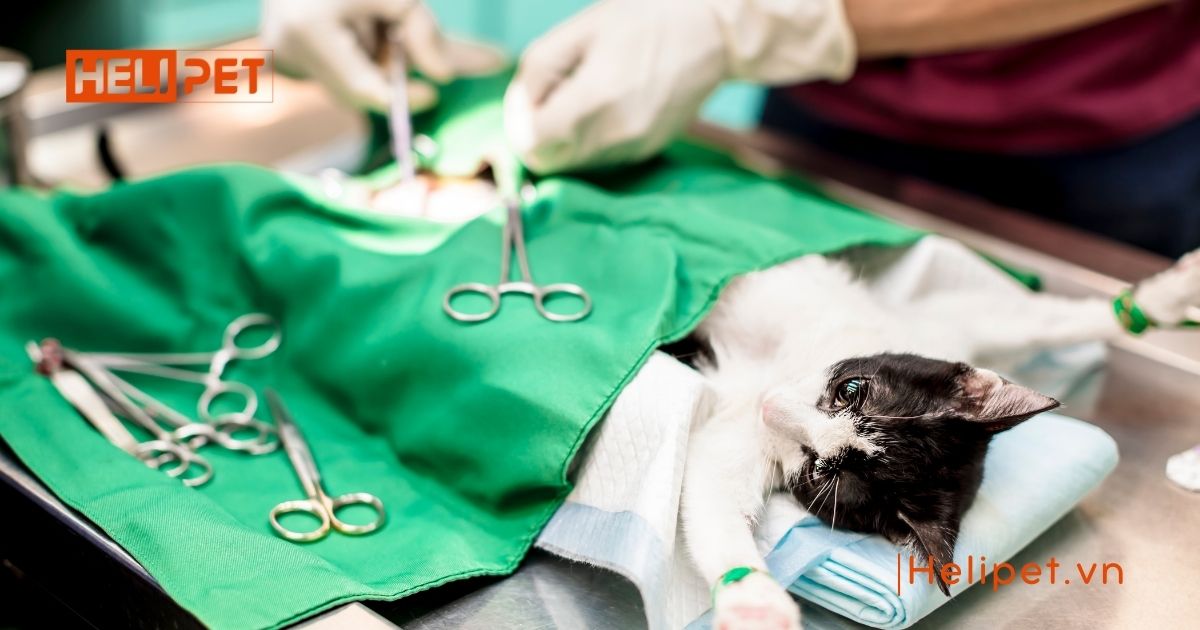 triệt sản mèo cái giá bao nhiêu