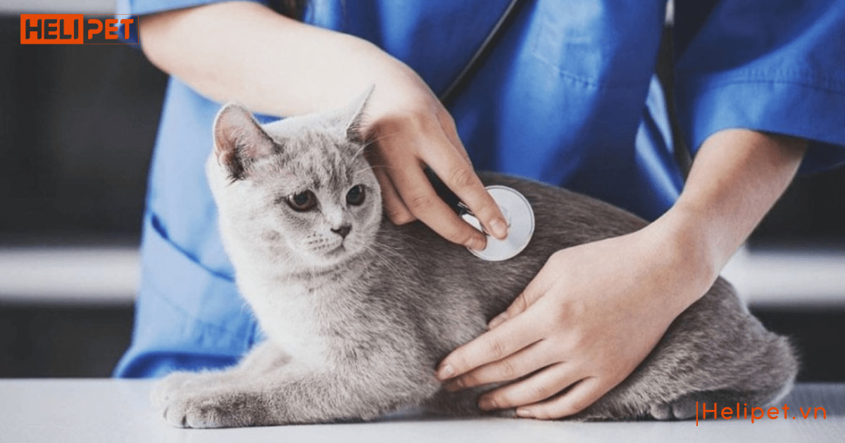 Triệt sản mèo cái là gì