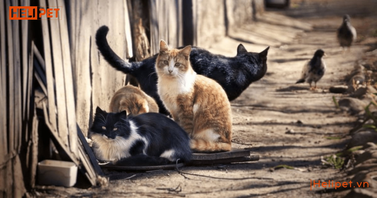 Triệt sản mèo cái là gì