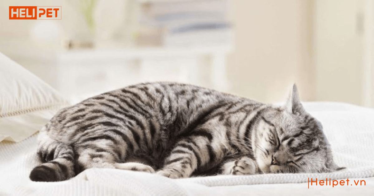 Triệt sản mèo cái là gì