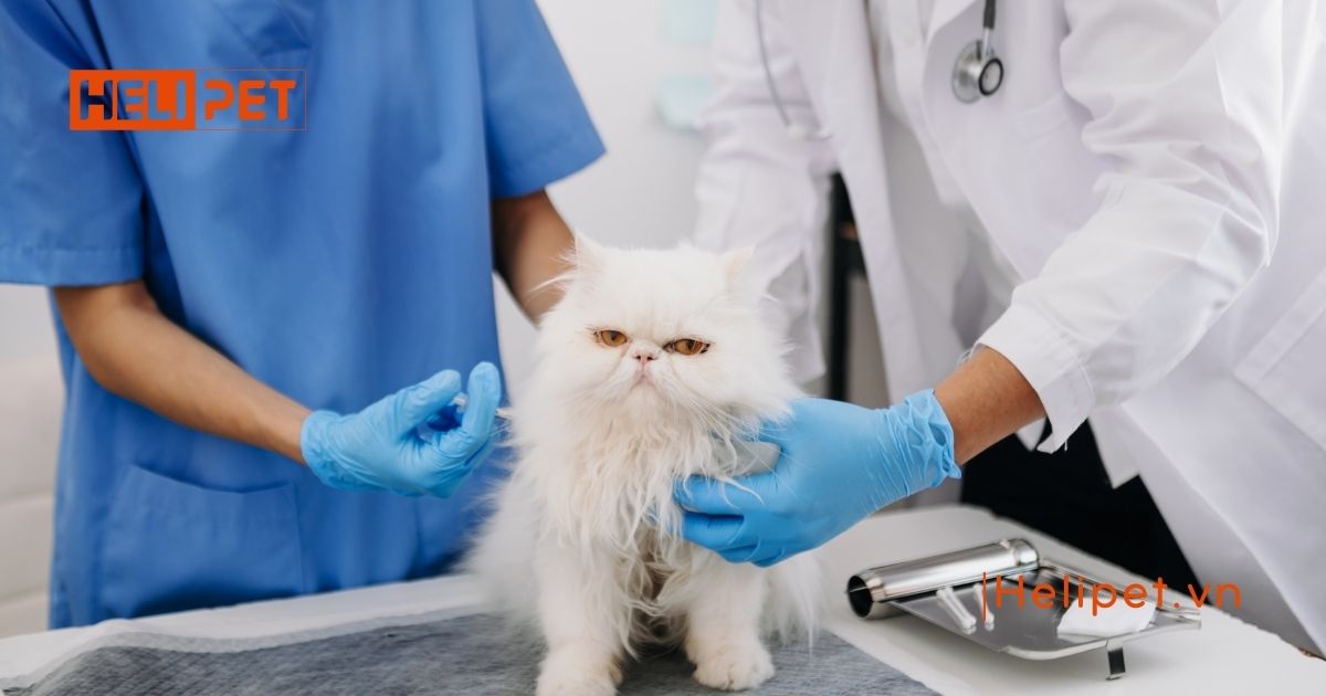 Triệt sản mèo đực bao lâu thì lành