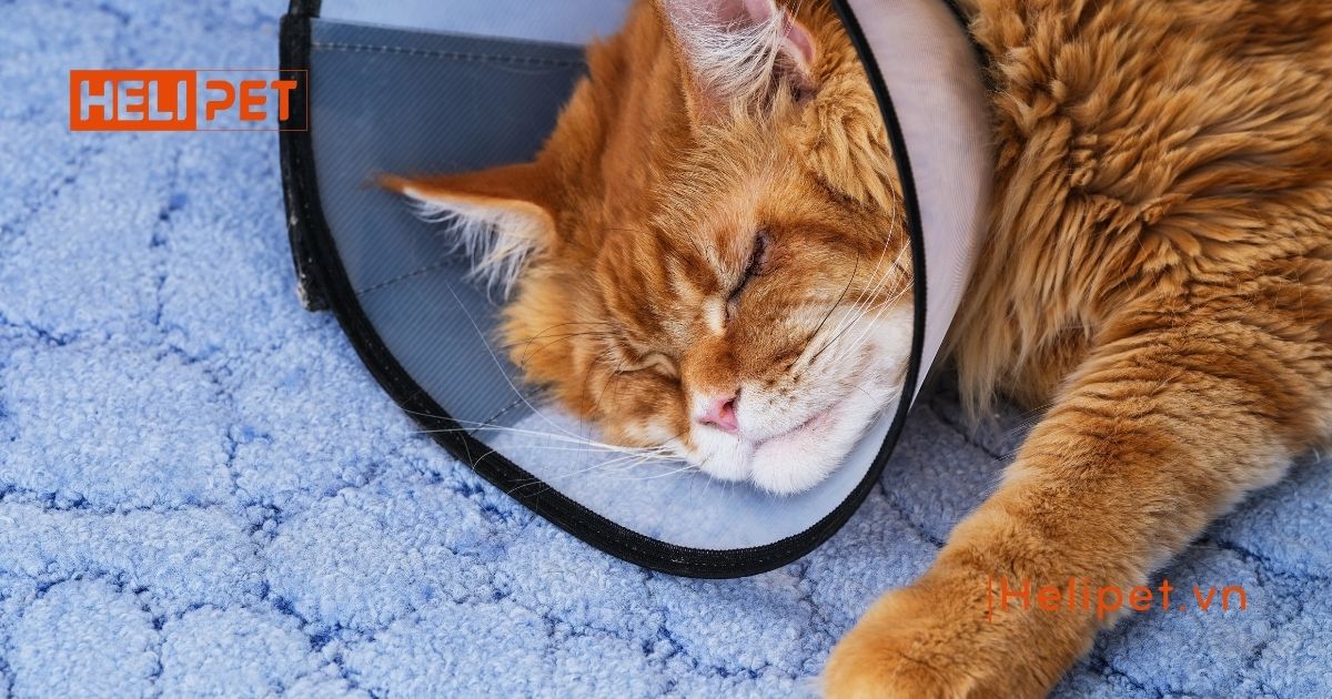 Triệt sản mèo đực bao lâu thì lành