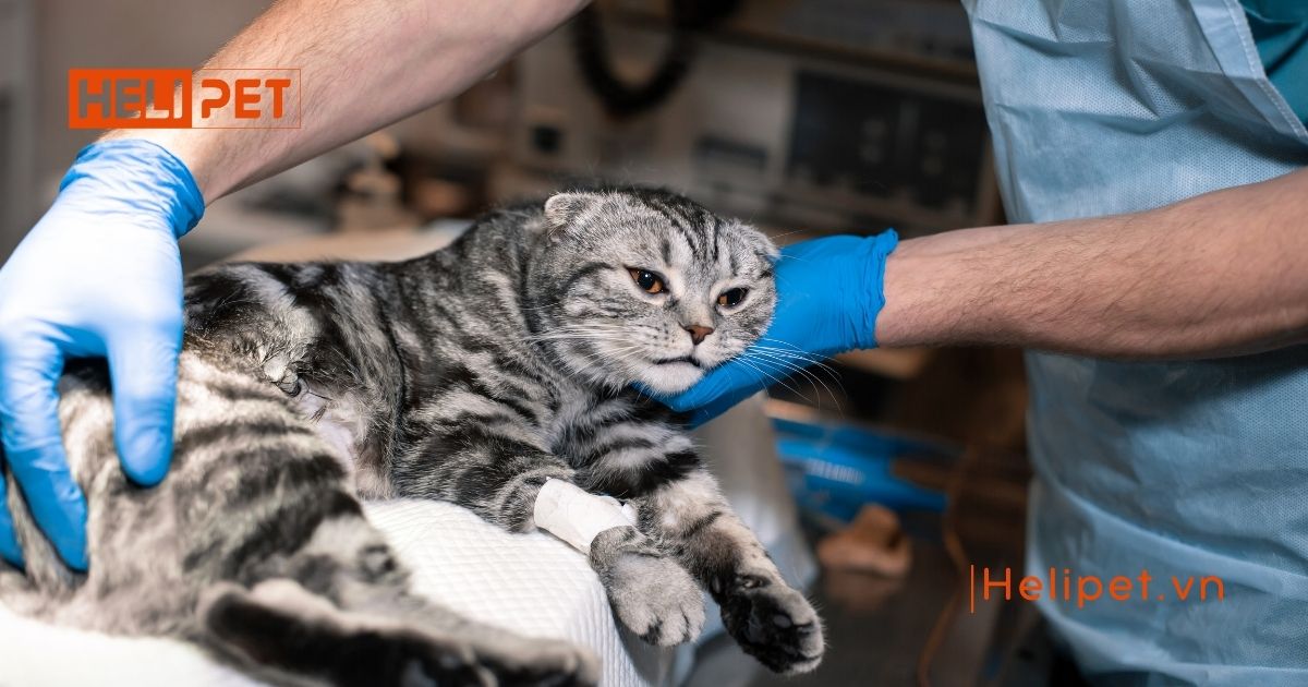 Triệt sản mèo đực bao lâu thì lành