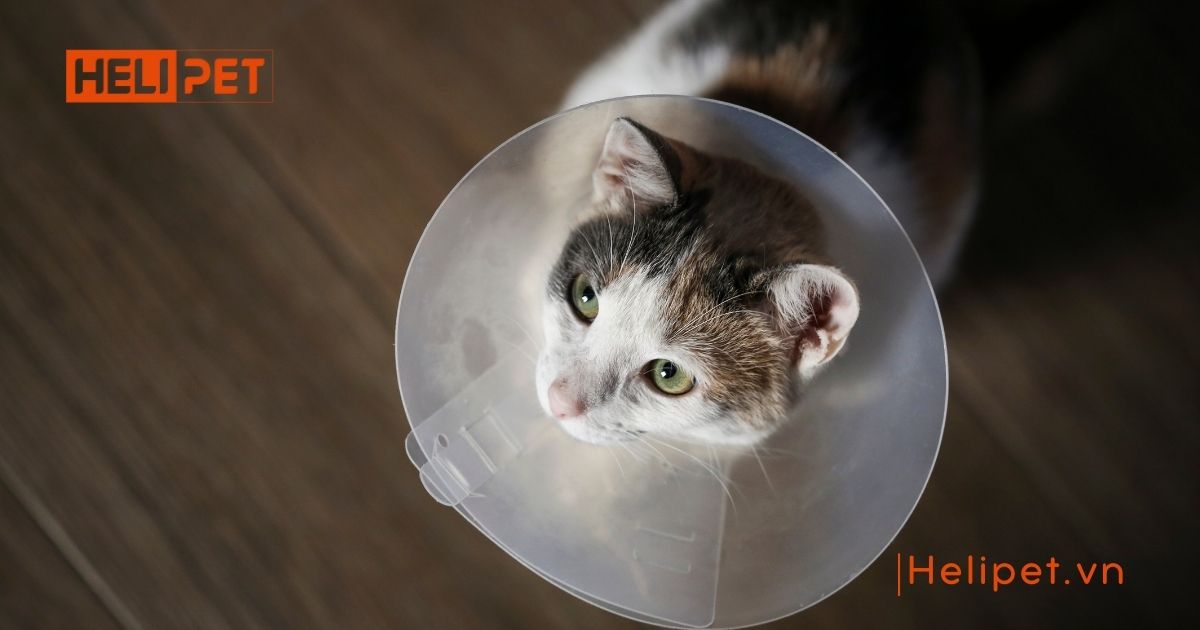 triệt sản mèo đực giá bao nhiêu