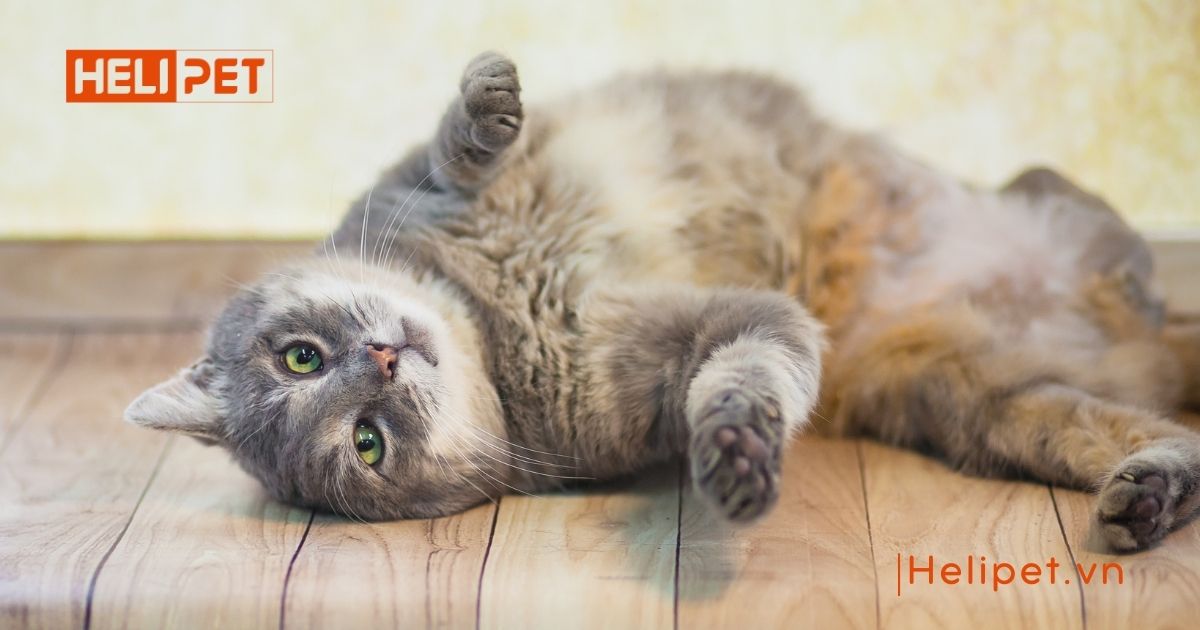 triệt sản mèo đực giá bao nhiêu