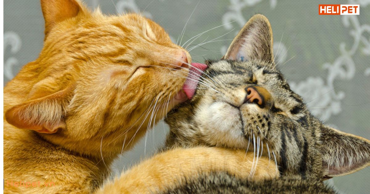 Trời lạnh có nên tắm cho mèo không