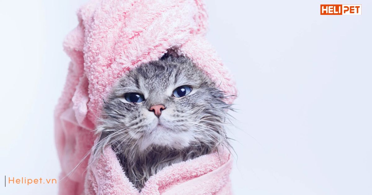 Trời lạnh có nên tắm cho mèo không
