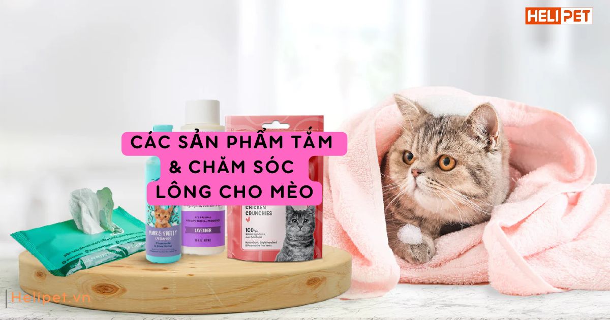 Trời lạnh có nên tắm cho mèo không