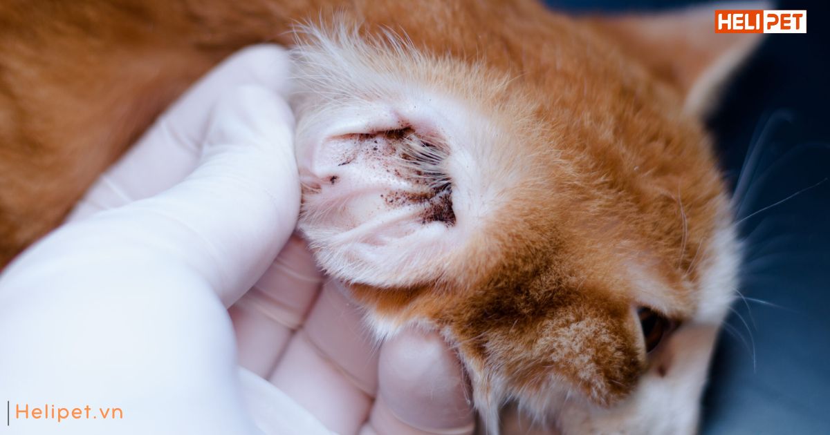 Viêm tai ở mèo có lây không