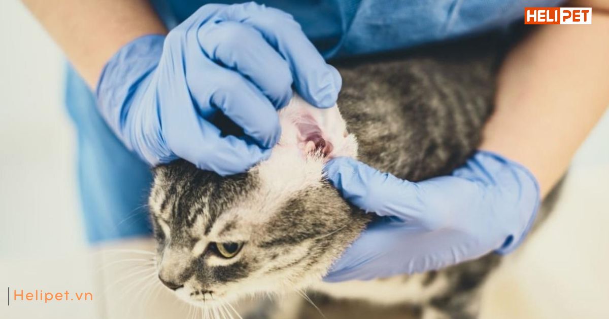 Viêm tai ở mèo có lây không