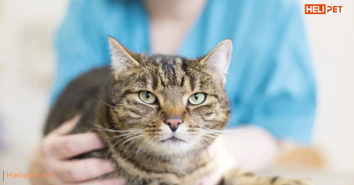 Viêm tai ở mèo có lây không