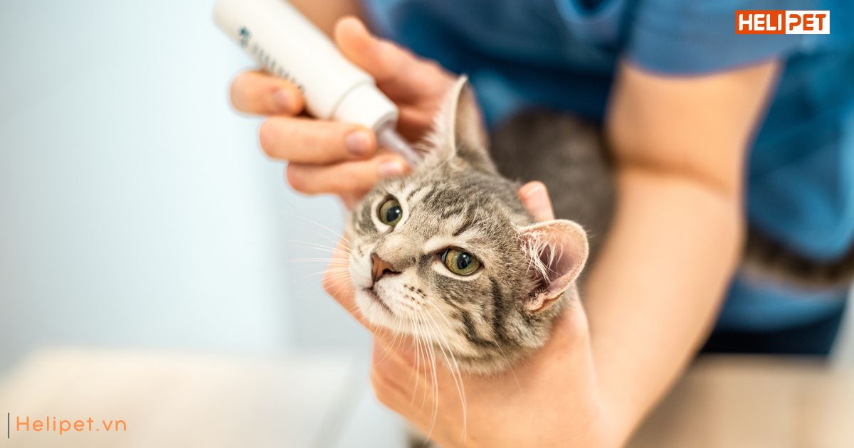 Viêm tai ở mèo có lây không