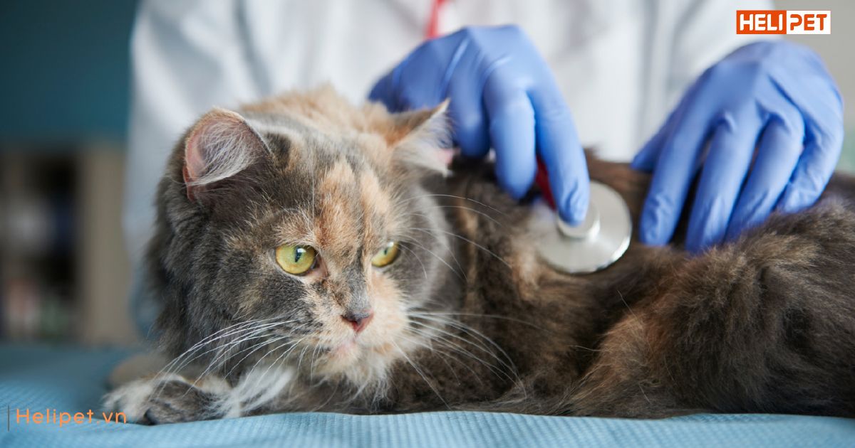 Viêm tai ở mèo có lây không