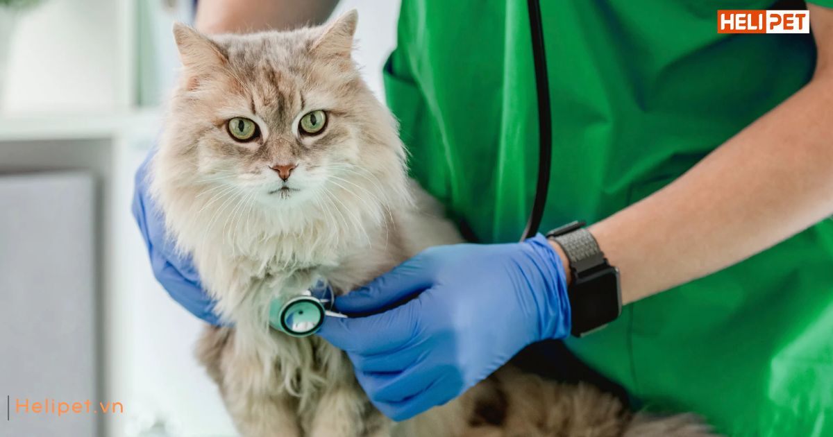 Viêm tai ở mèo có lây không