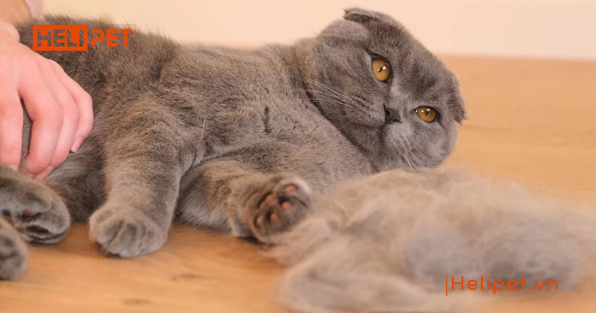 Viên tiêu búi lông cho mèo