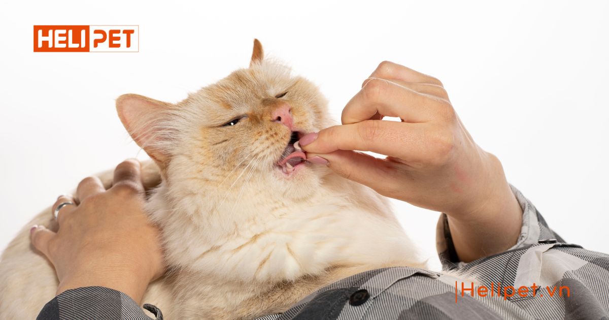 Viên tiêu búi lông cho mèo