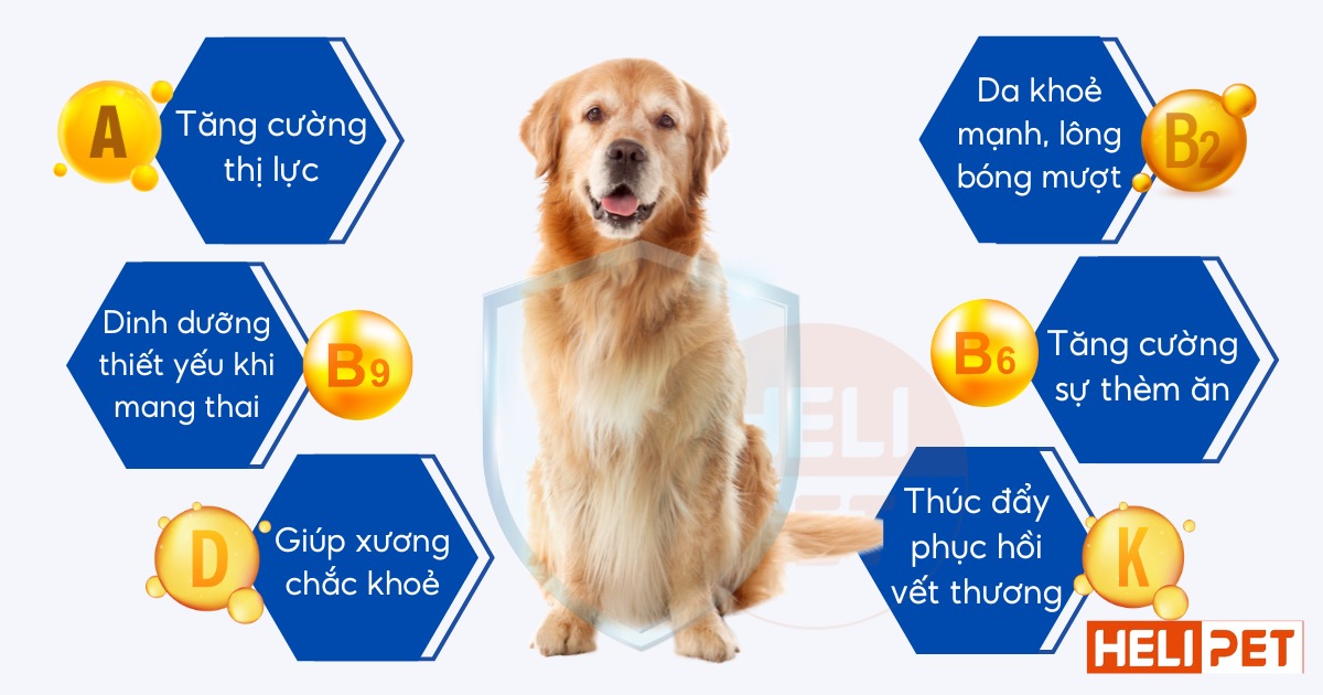 vitamin tổng hợp cho chó DR.VET