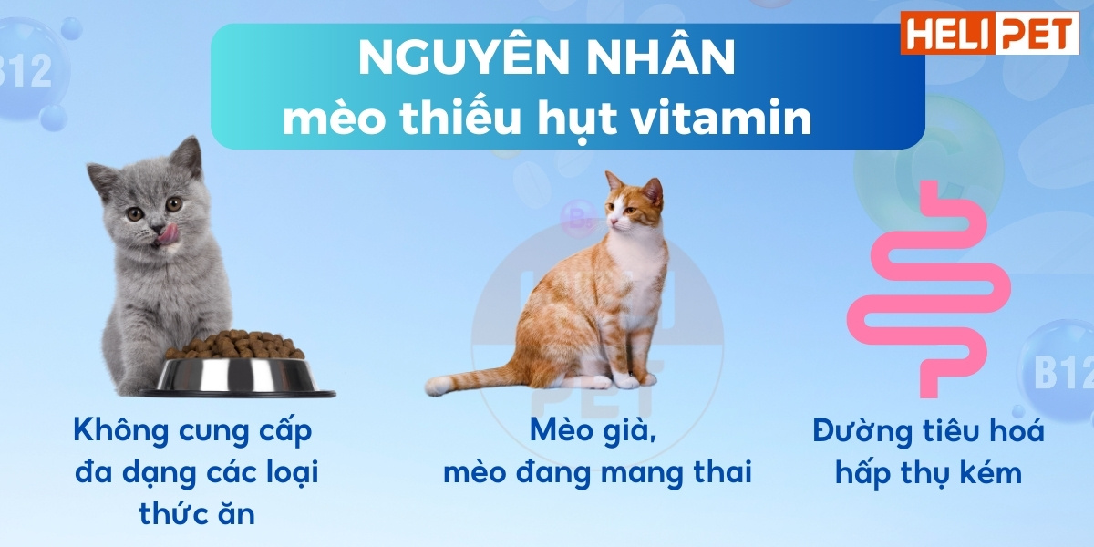 vitamin tổng hợp cho mèo DR.VET có kháng thể IGY