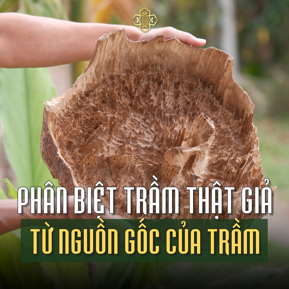 Hiểu Đúng Về Nguồn Gốc – Chìa Khóa Để Phân Biệt Trầm Hương Thật Giả