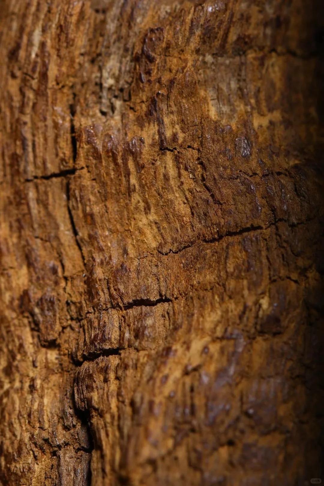 phan-biet-tram-huong-that-gia-qua-trinh-hinh-thanh