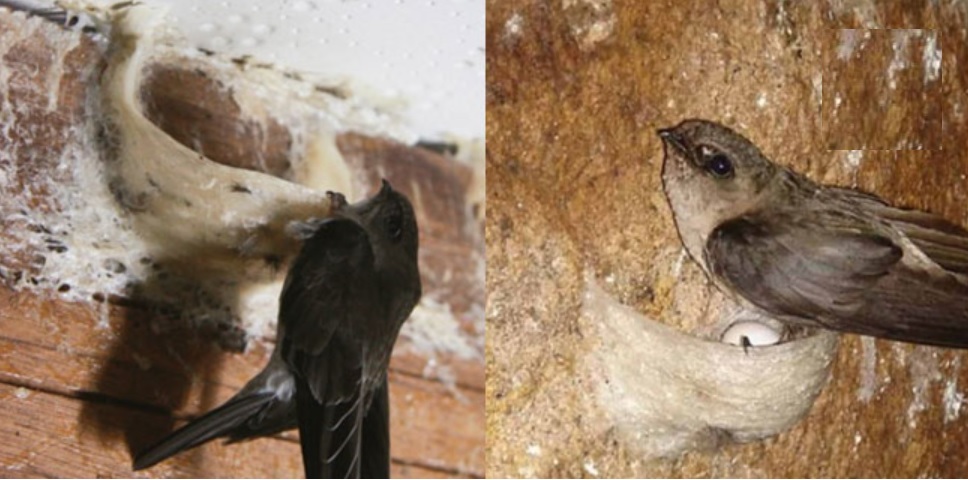 Tổ Yến Đảo và Yến Nhà Khác Nhau Như Thế Nào