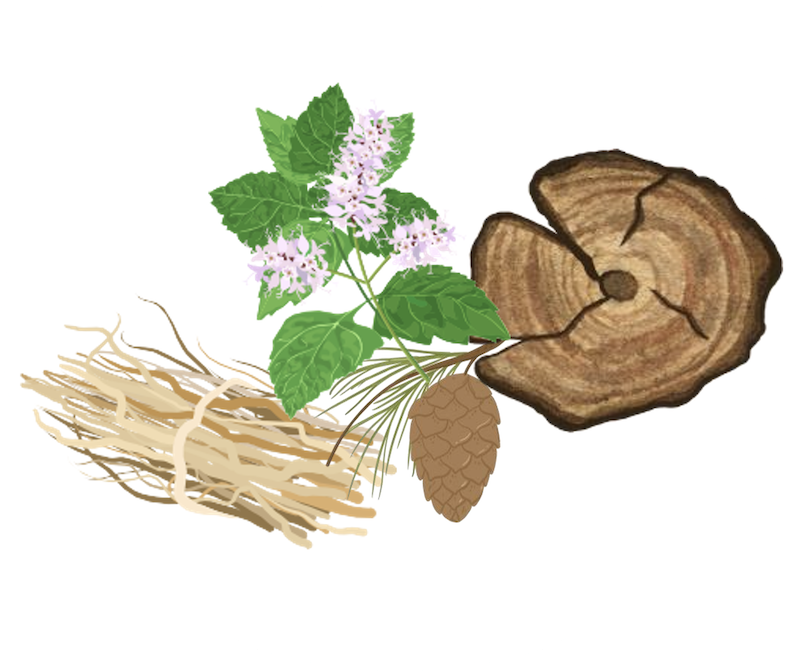 Hương gỗ ấm áp