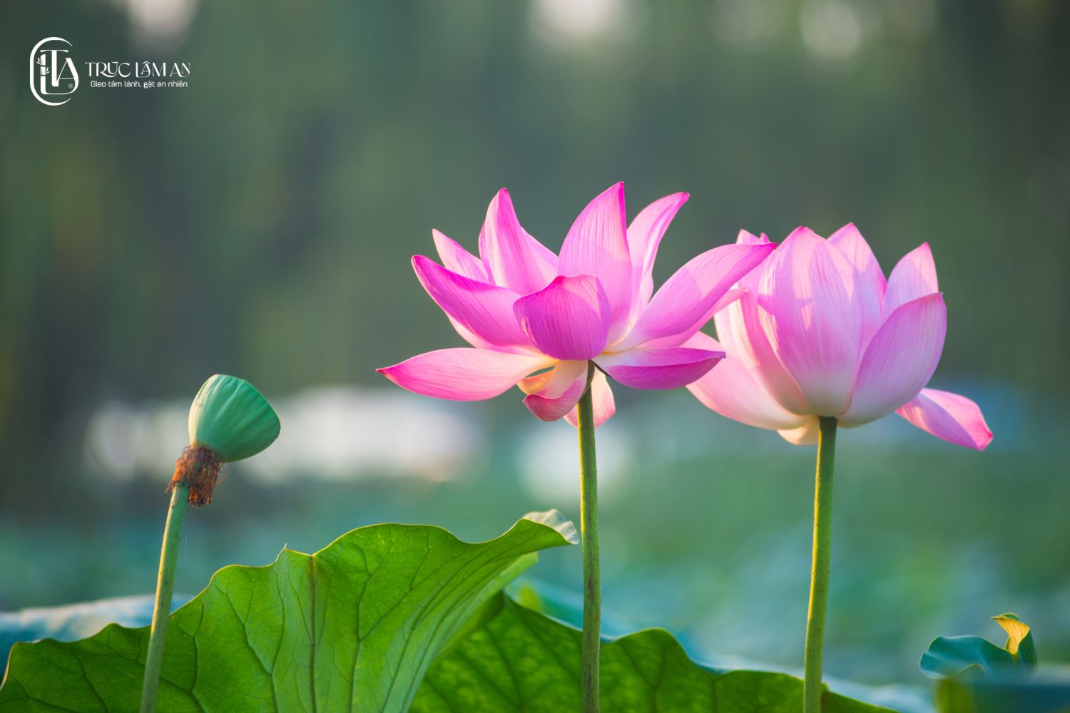 Hoa sen là một trong 8 biểu tượng linh thiêng và ý nghĩa của Phật giáo