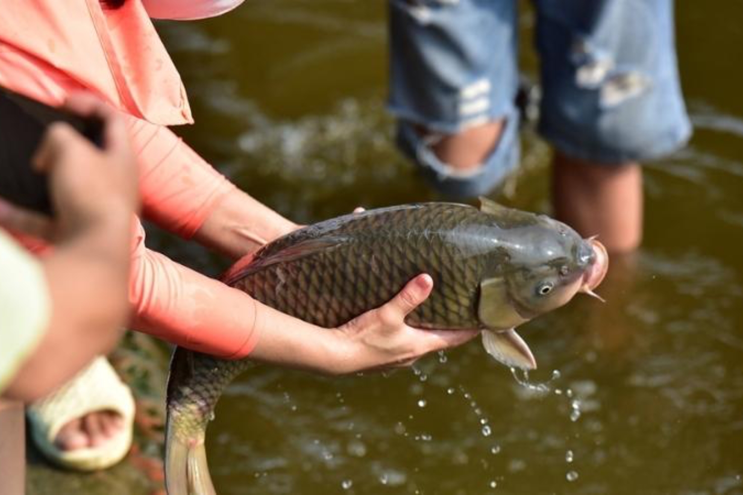 Giải đáp nghi thức phóng sinh đúng cách