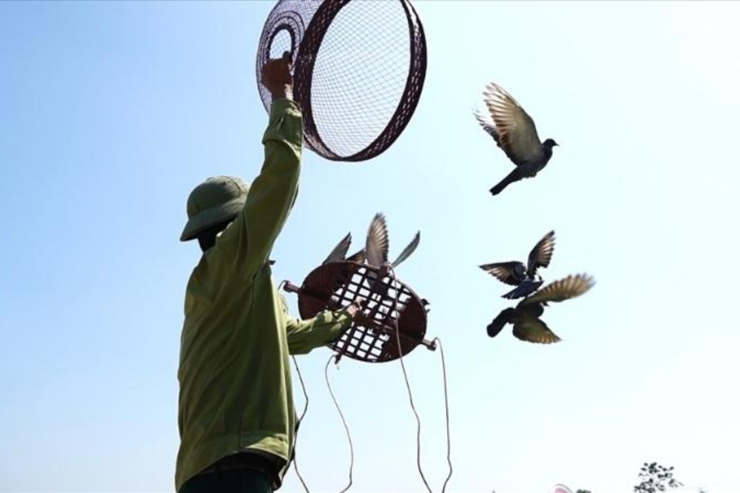 Phóng sinh chim: Tự do phải đi kèm khả năng sinh tồn