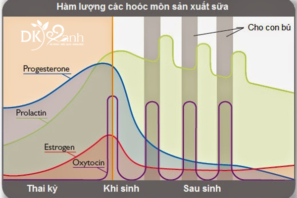 Các hooc môn sản xuất sữa 